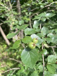 Warm Springs Hawthorn