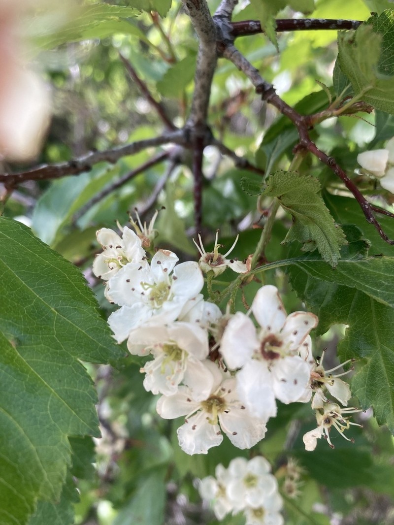 Crataegus aquacervensis photo 2
