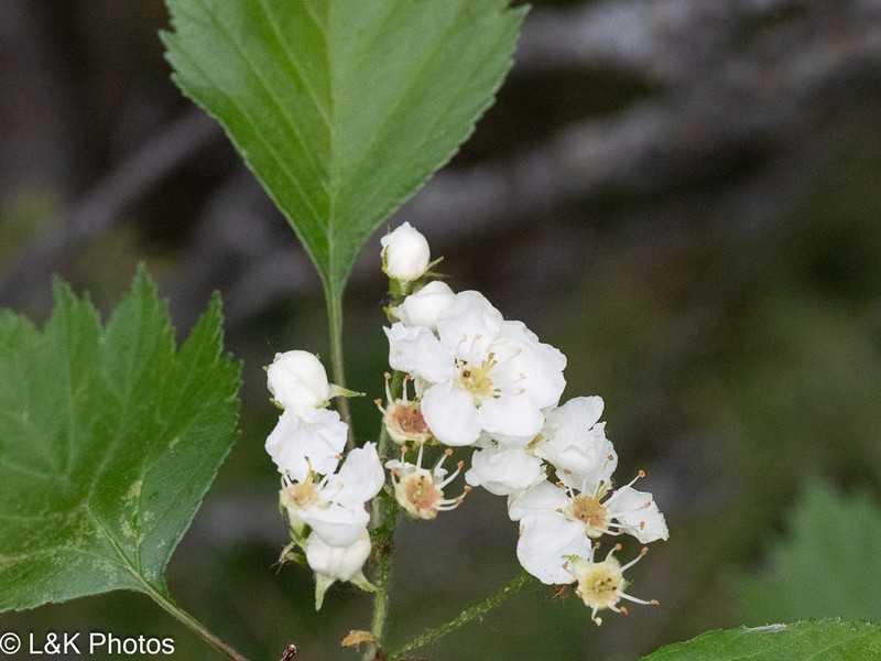 Crataegus aquacervensis photo 3
