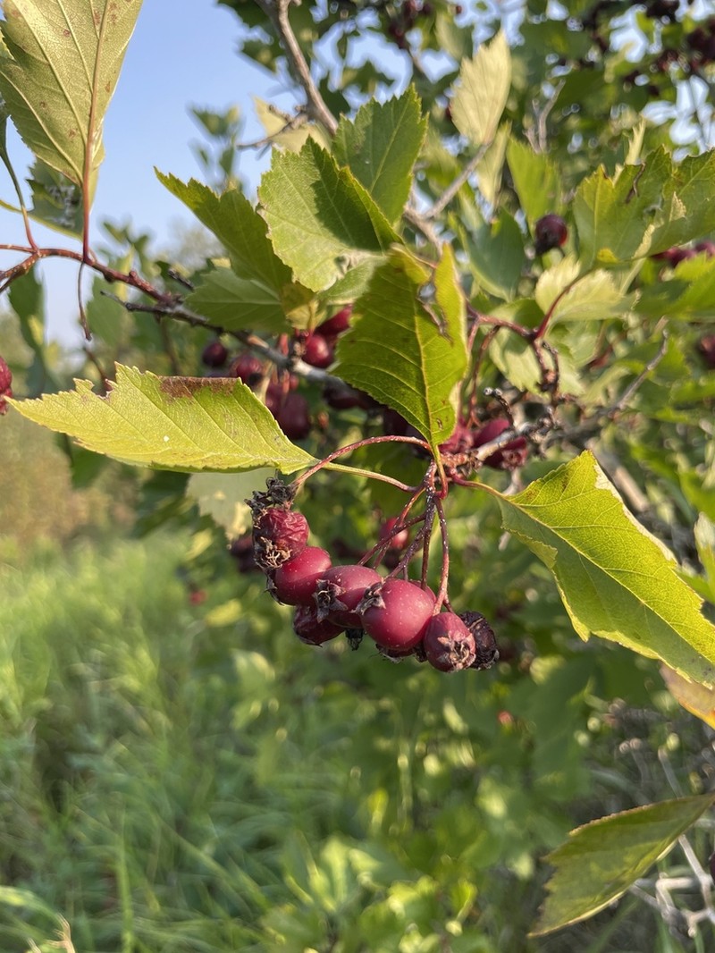 Crataegus aquacervensis photo 4