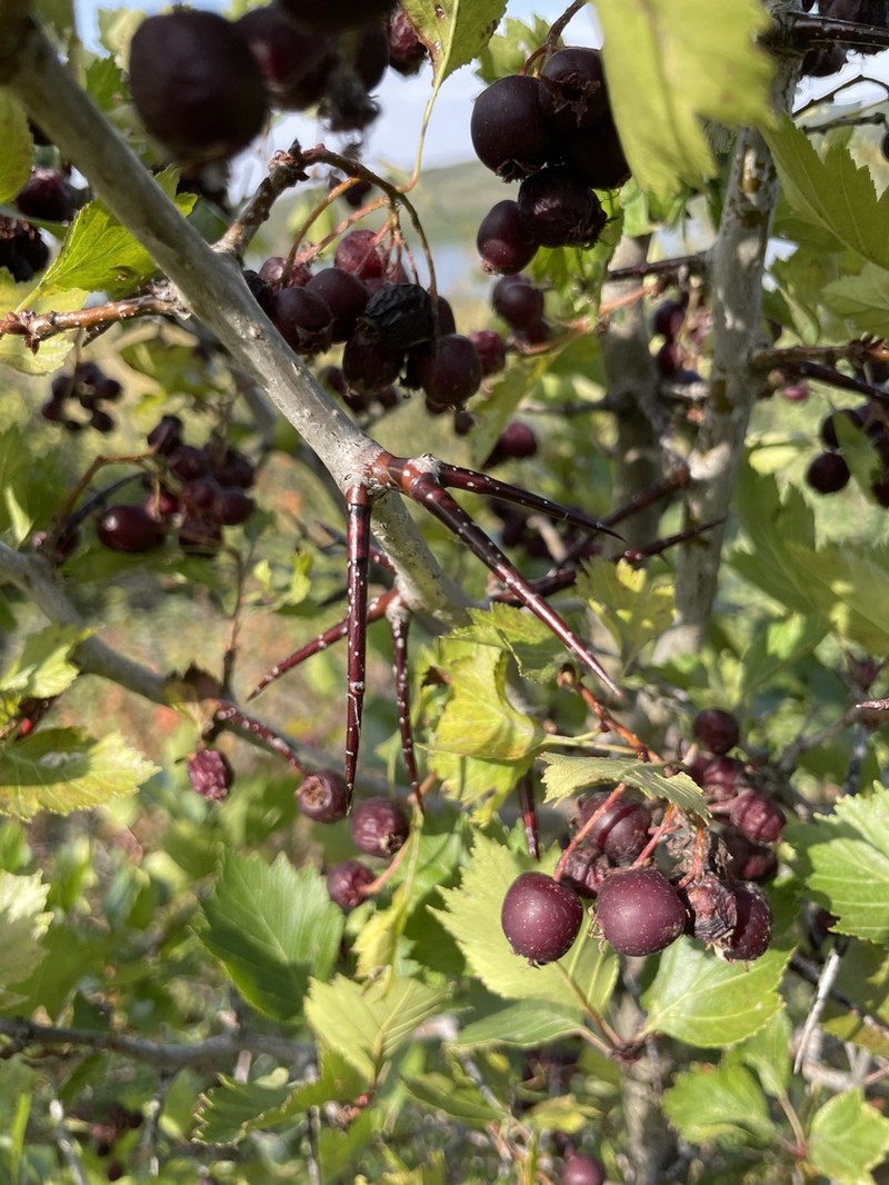 Crataegus aquacervensis photo 5