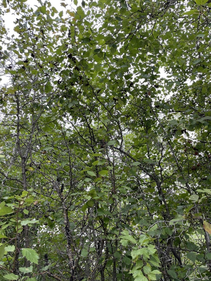 Crataegus aquacervensis photo 6