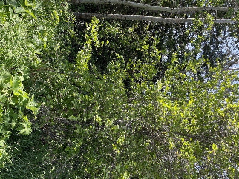 Crataegus aquacervensis photo 7