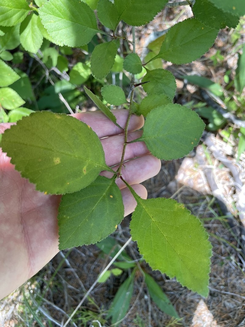 Crataegus ashei