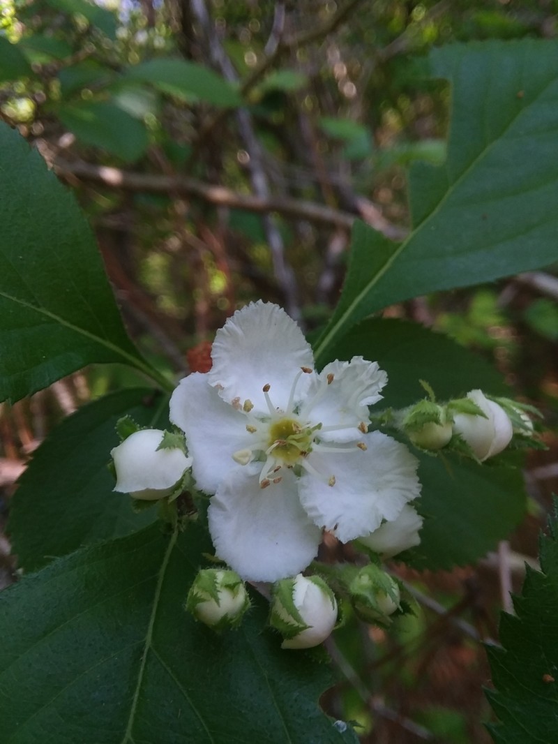 Crataegus ashei photo 2
