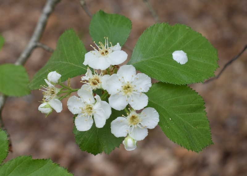 Crataegus ashei photo 3