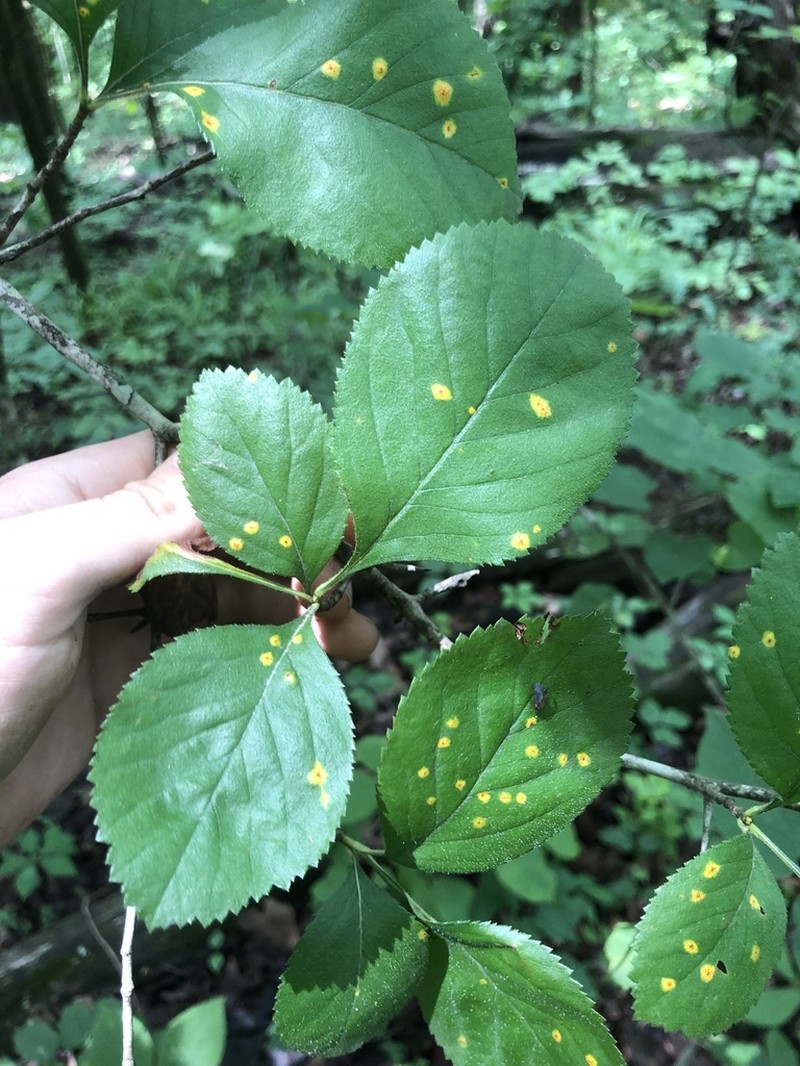 Crataegus ashei photo 7