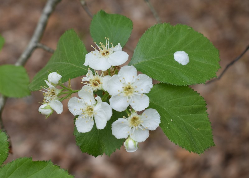 Crataegus ashei photo 8
