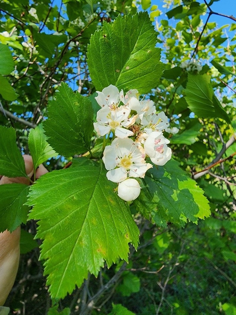 Crataegus asperifolia