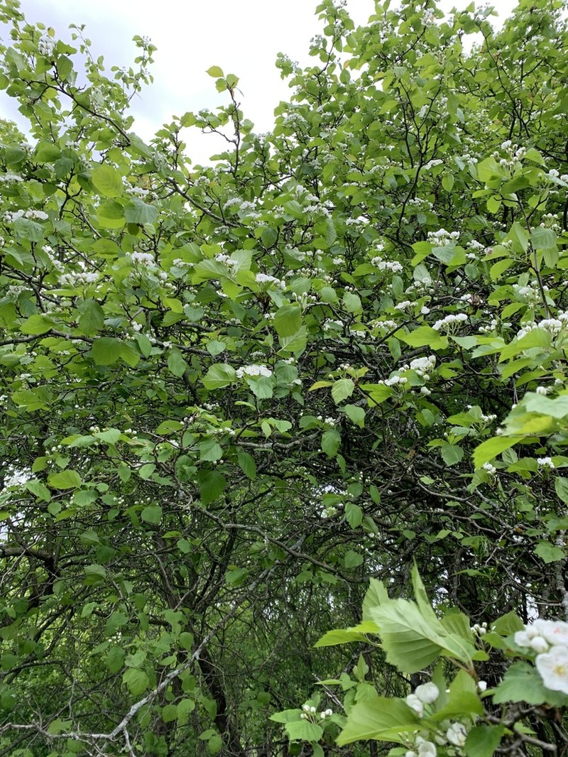Crataegus asperifolia photo 2
