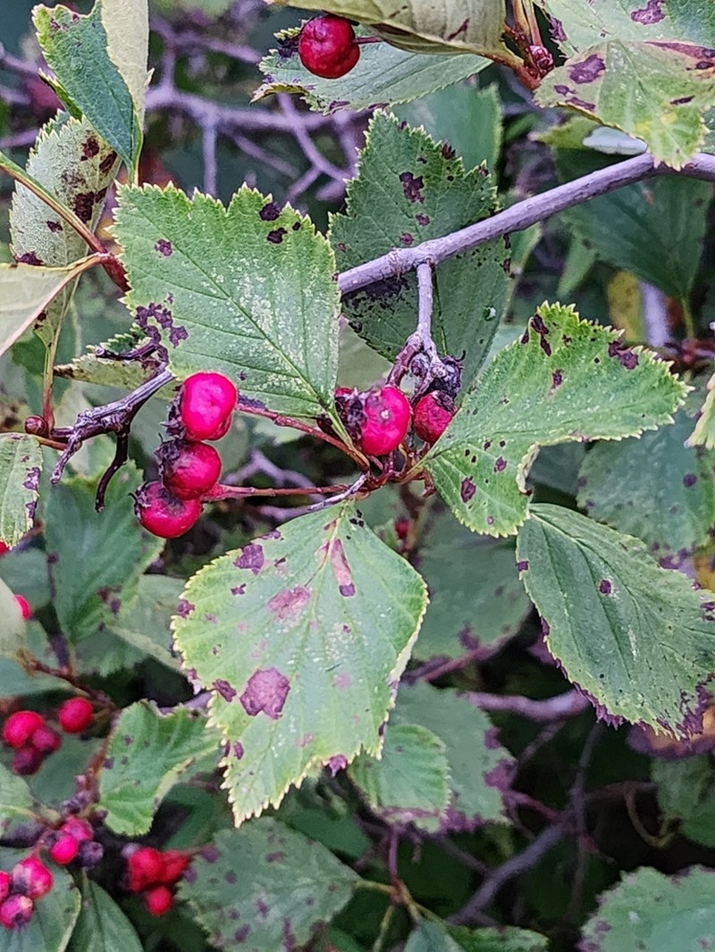 Crataegus asperifolia photo 3