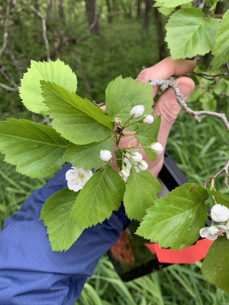 Crataegus asperifolia photo 4