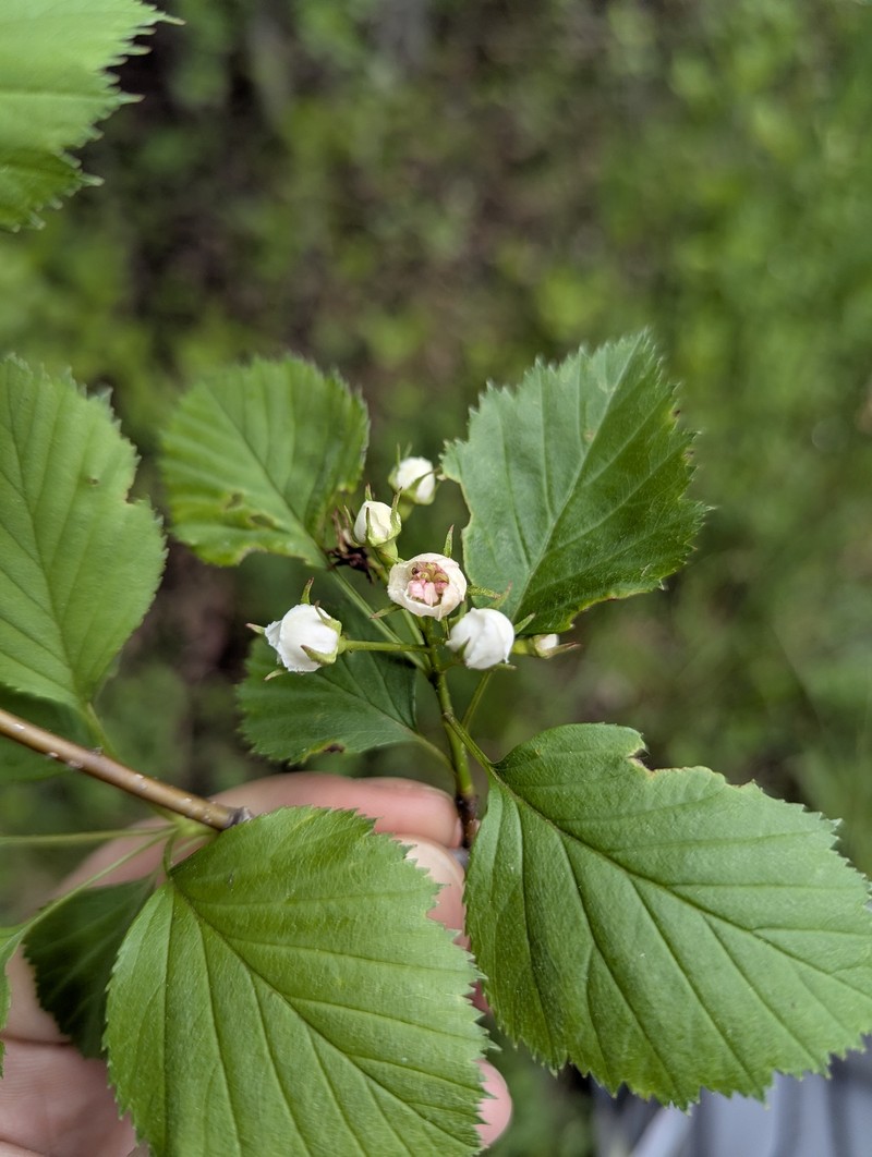 Crataegus asperifolia photo 5