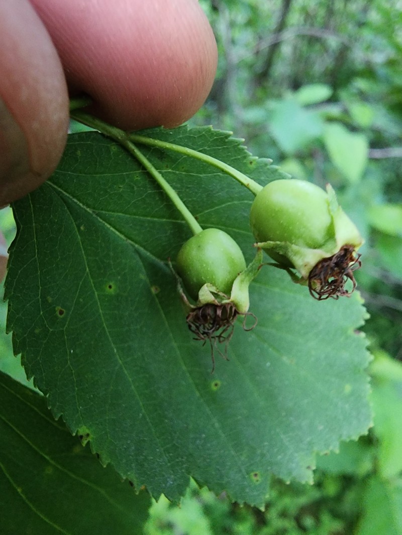 Crataegus asperifolia photo 7