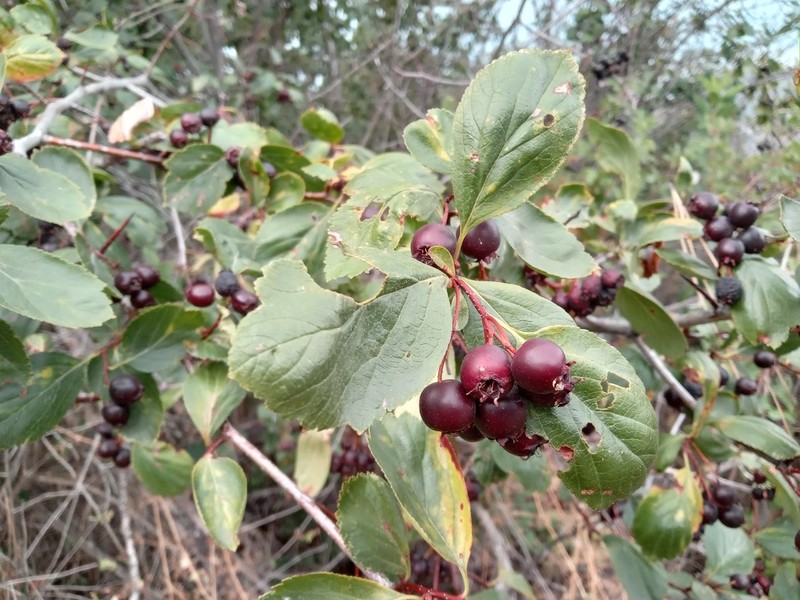 Hawthorn