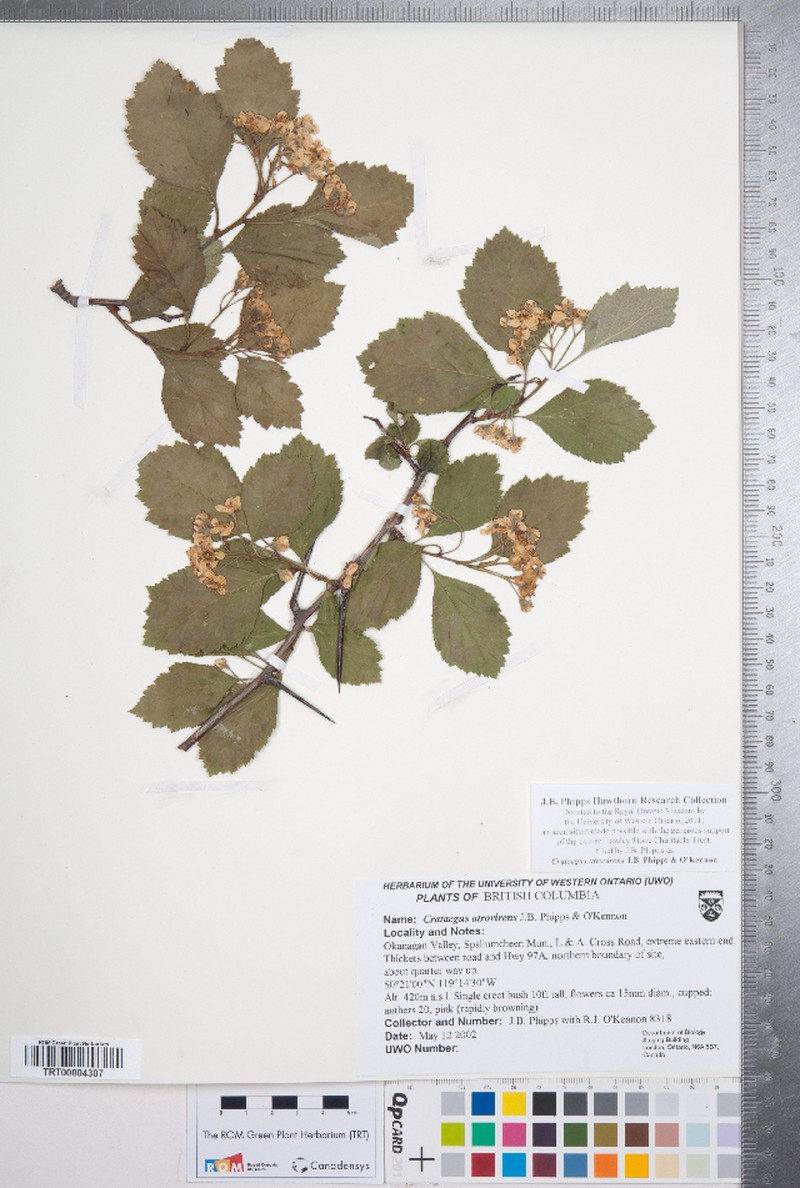 Hawthorn photo 2