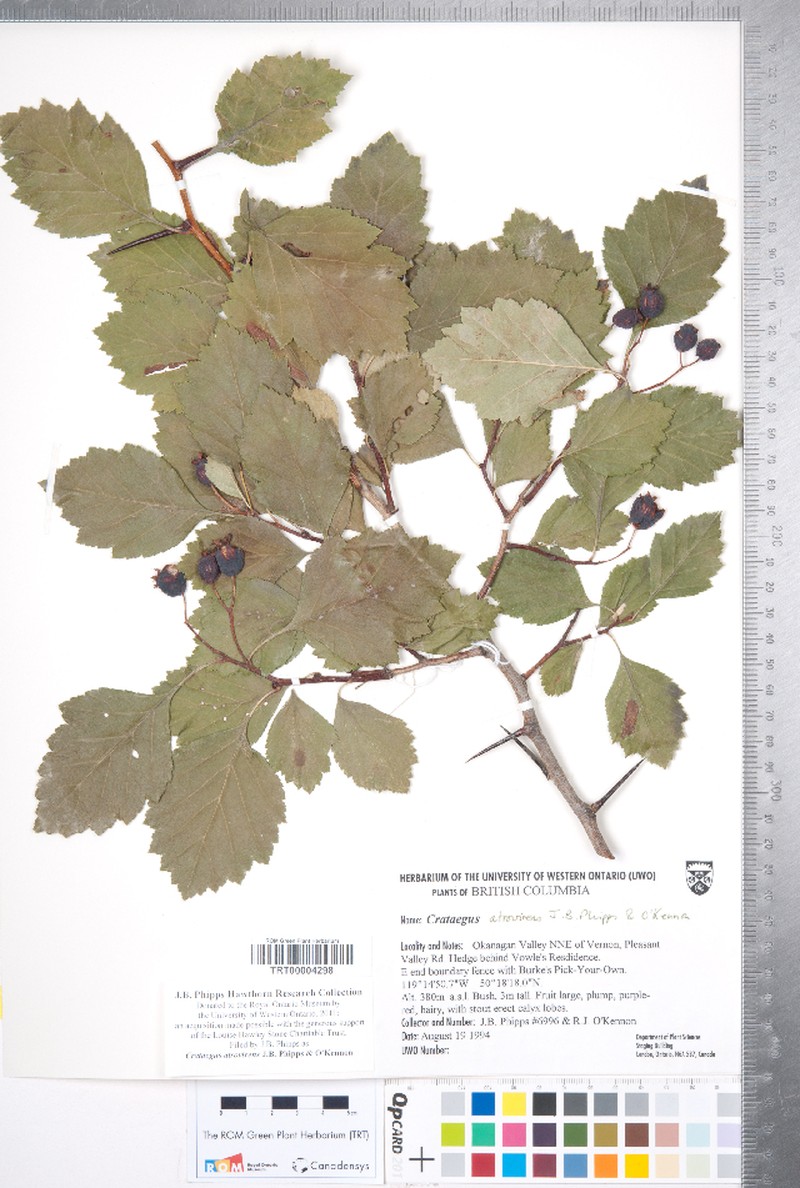 Hawthorn photo 5