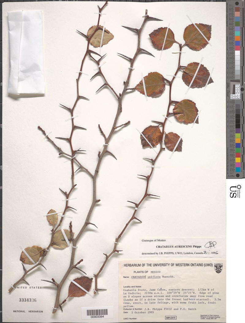 Crataegus aurescens