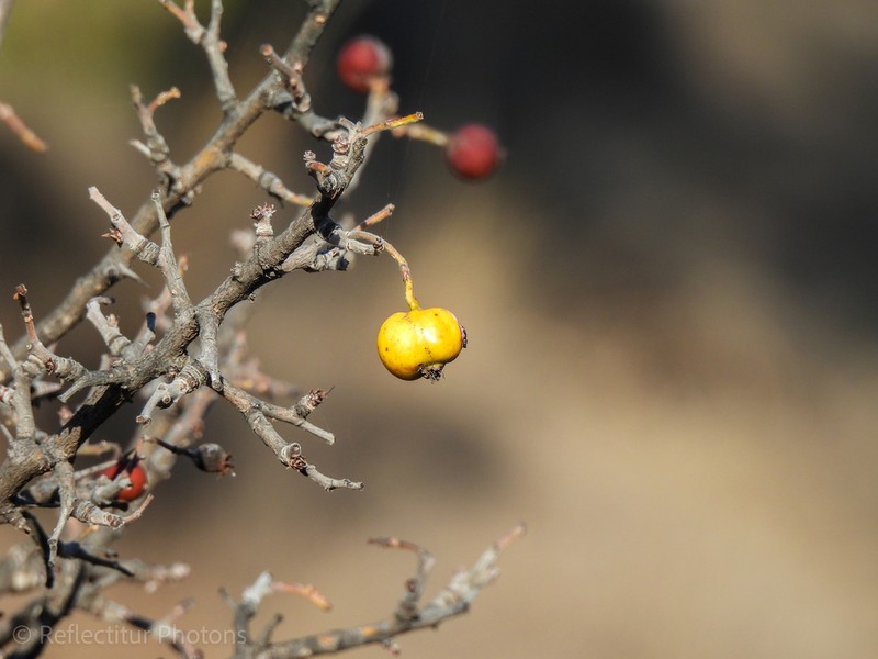 Azarole photo 3