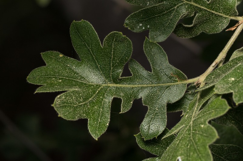 Azarole photo 4