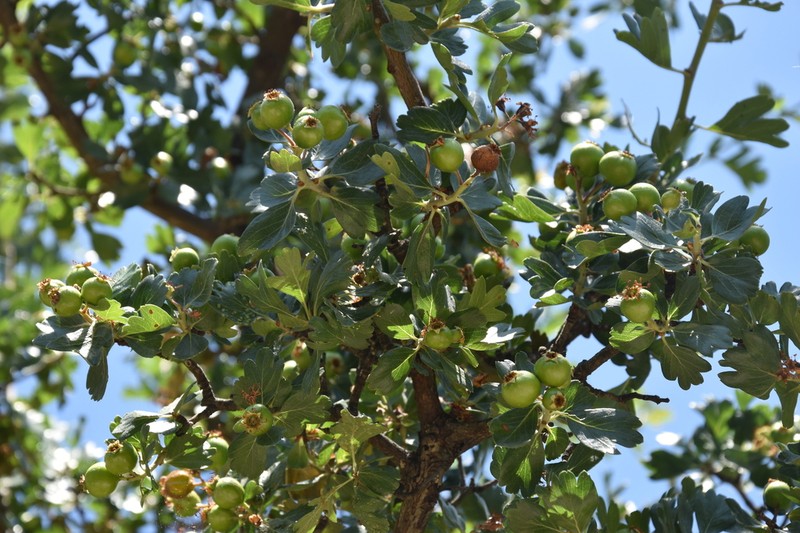 Azarole photo 5