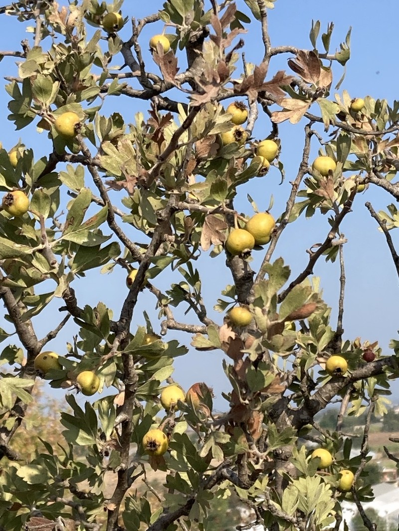 Azarole photo 6