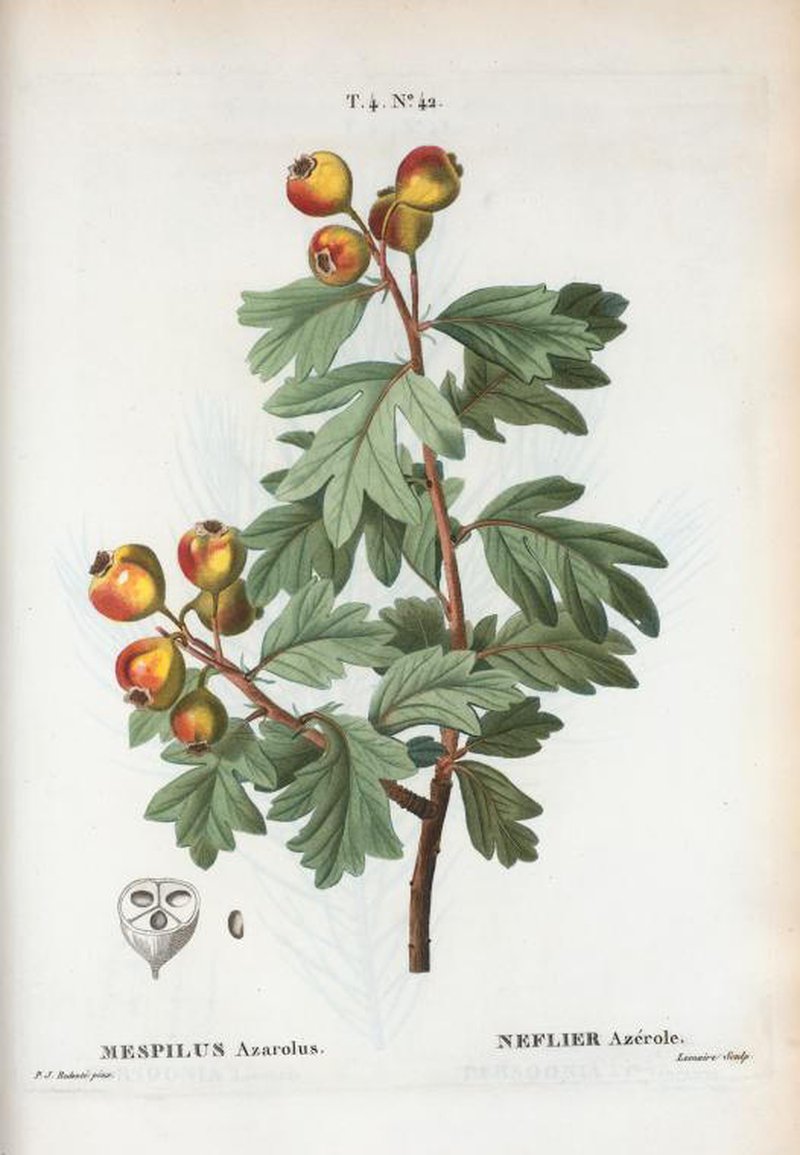 Azarole photo 2