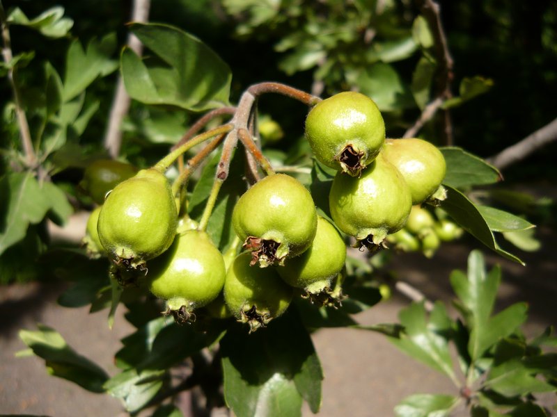 Azarole