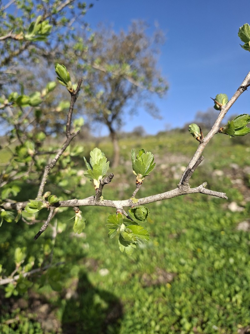 Crataegus azarolus var. aronia