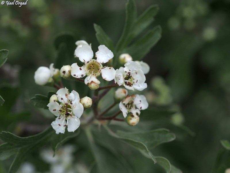 Crataegus azarolus var. aronia photo 2