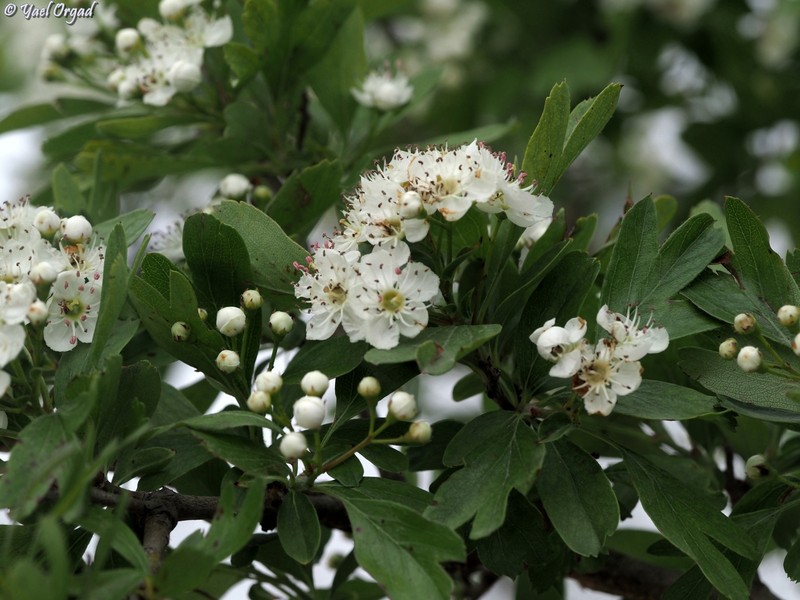 Crataegus azarolus var. aronia photo 3