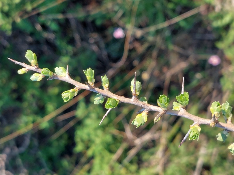 Crataegus azarolus var. aronia photo 4