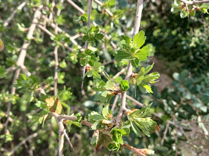 Crataegus azarolus var. aronia photo 5