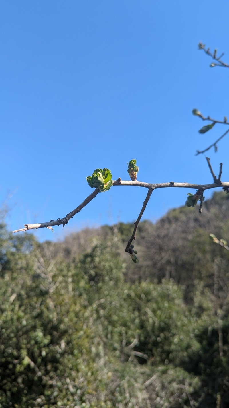Crataegus azarolus var. aronia photo 6