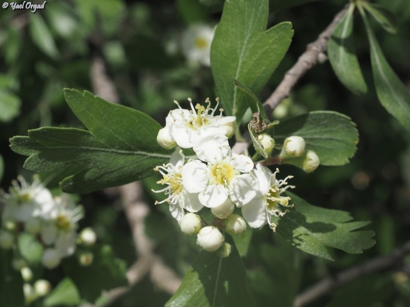 Crataegus azarolus var. aronia photo 8