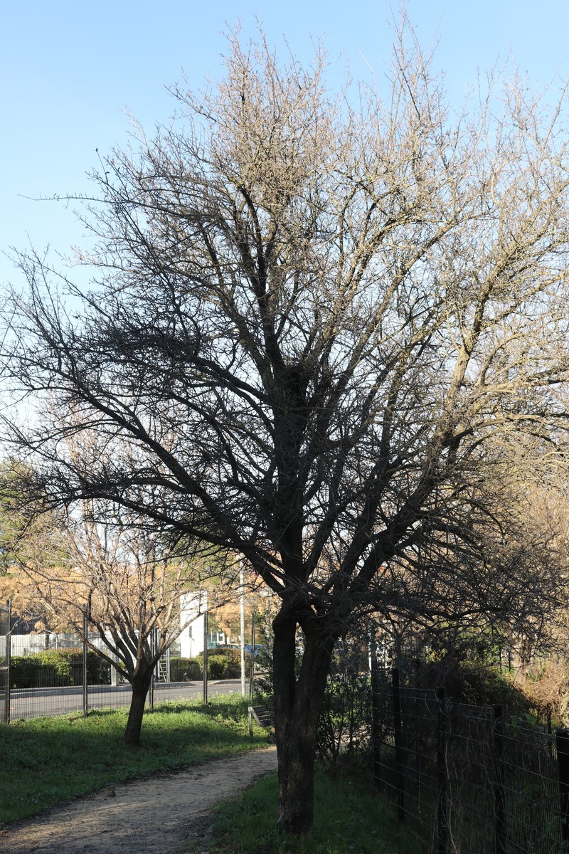Crataegus azarolus var. azarolus