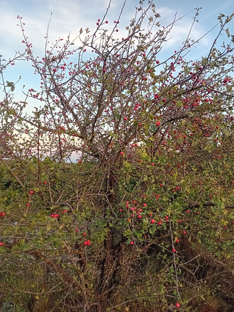 Crataegus azarolus var. azarolus photo 2