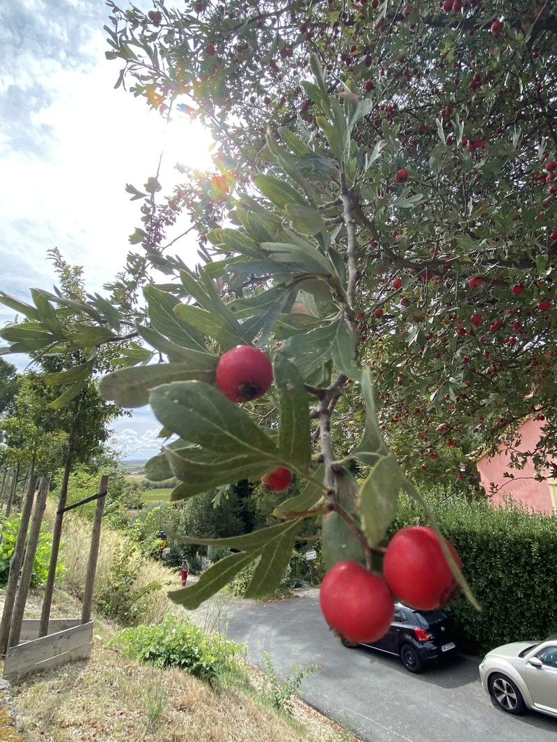 Crataegus azarolus var. azarolus photo 3
