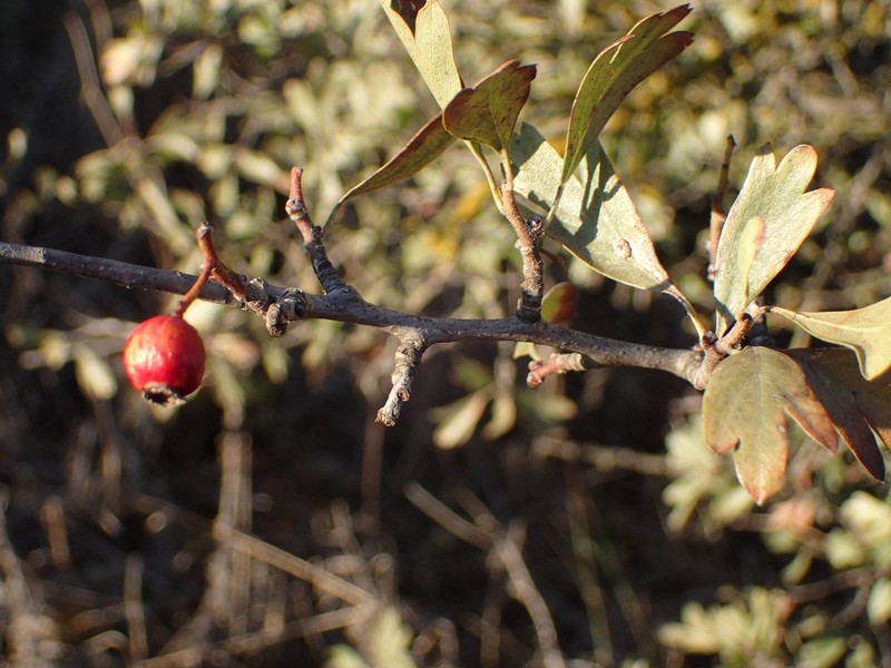 Crataegus azarolus var. azarolus photo 4