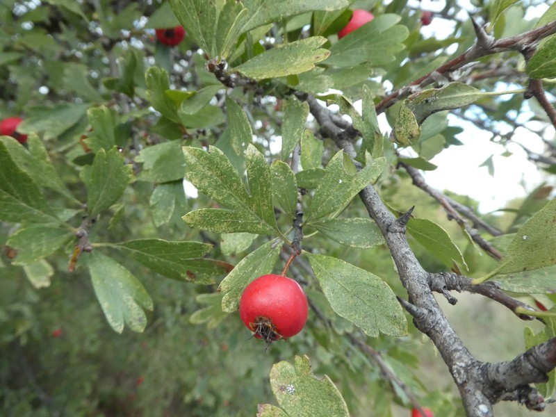 Crataegus azarolus var. azarolus photo 5