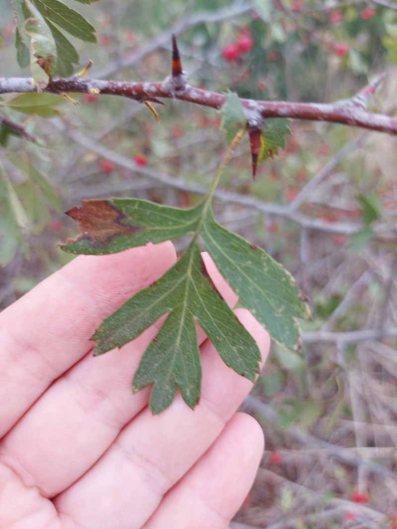 Crataegus azarolus var. azarolus photo 6