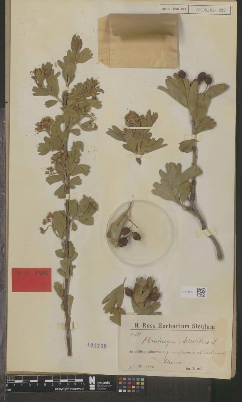 Crataegus azarolus var. chlorocarpa