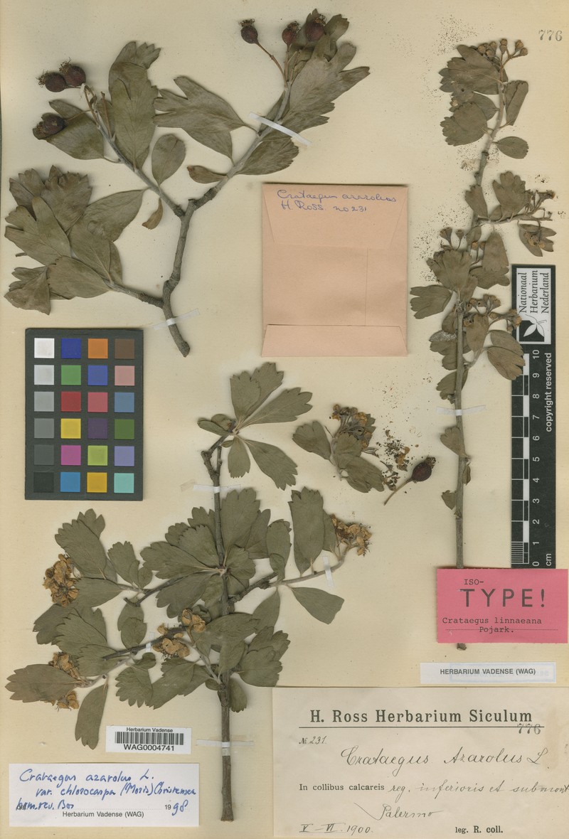 Crataegus azarolus var. chlorocarpa photo 2