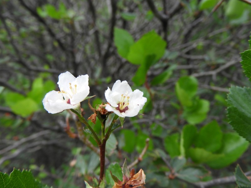 Crataegus baroussana