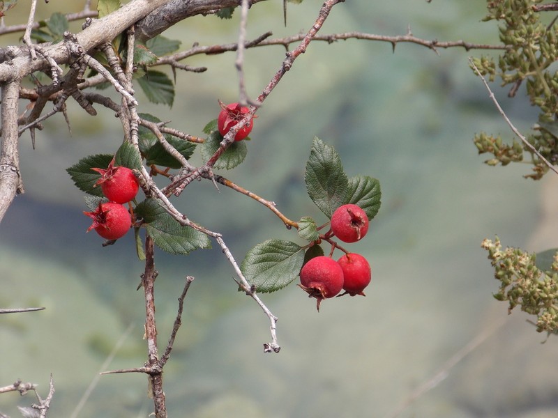 Crataegus baroussana photo 2