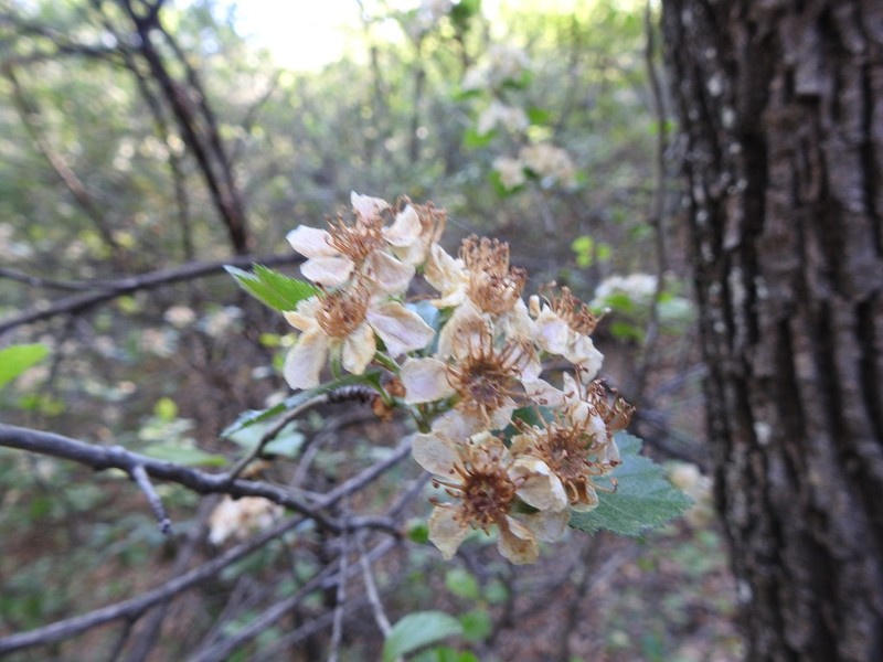 Crataegus baroussana photo 3