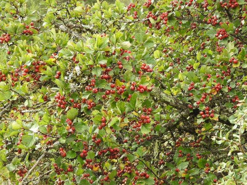 Crataegus baroussana photo 4