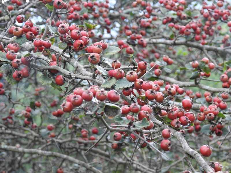 Crataegus baroussana photo 6