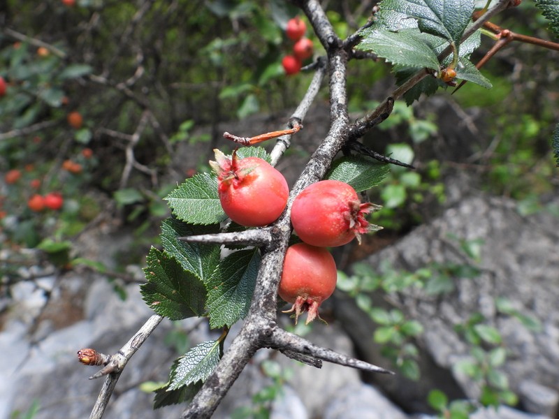 Crataegus baroussana photo 7