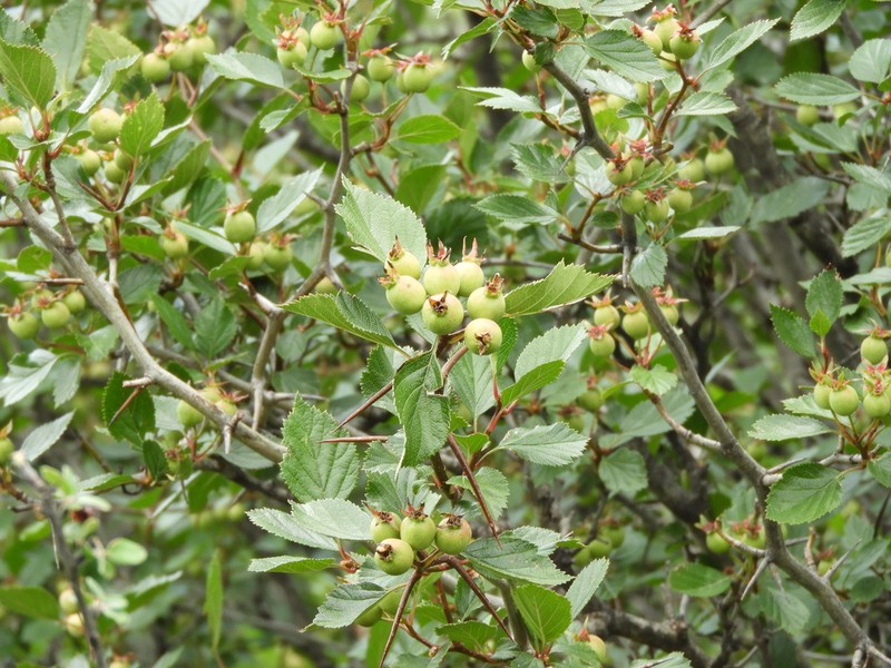 Crataegus baroussana photo 8